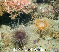 Image of 2 sea Anemones hangin' in the surge by Michael Wicks 